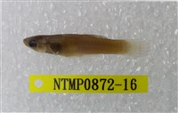 藏品(大肚魚)的圖片